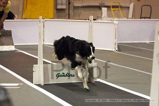 Dawg Derby Flyball Tournement<br />July 12<br />Classic Center<br />Athens, Ga