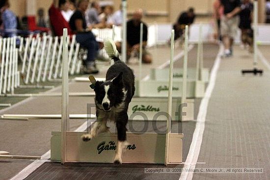 Dawg Derby Flyball Tournement<br />July 12<br />Classic Center<br />Athens, Ga