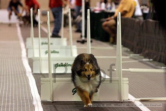 Dawg Derby Flyball Tournement<br />July 12<br />Classic Center<br />Athens, Ga