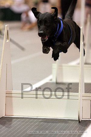 Dawg Derby Flyball Tournement<br />July 13<br />Classic Center<br />Athens, Ga