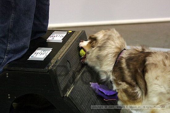 Dawg Derby Flyball Tournement<br />July 13<br />Classic Center<br />Athens, Ga