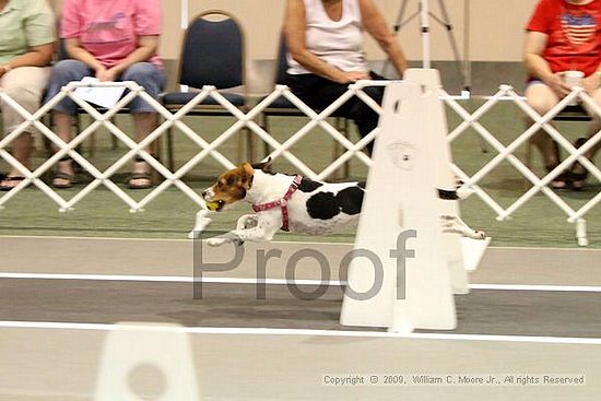 Dawg Derby Flyball Tournement<br />July 11, 2009<br />Classic Center<br />Athens, Ga