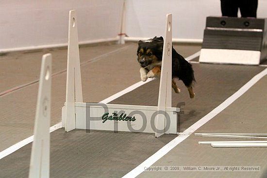 Dawg Derby Flyball Tournement<br />July 12, 2009<br />Classic Center<br />Athens, Ga