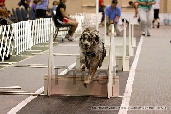 Dawg Derby Flyball Tournement<br />July 12, 2009<br />Classic Center<br />Athens, Ga