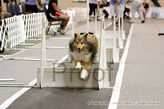 Dawg Derby Flyball Tournement<br />July 12, 2009<br />Classic Center<br />Athens, Ga