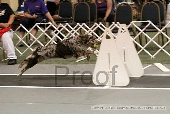 Dawg Derby Flyball Tournement<br />July 12, 2009<br />Classic Center<br />Athens, Ga