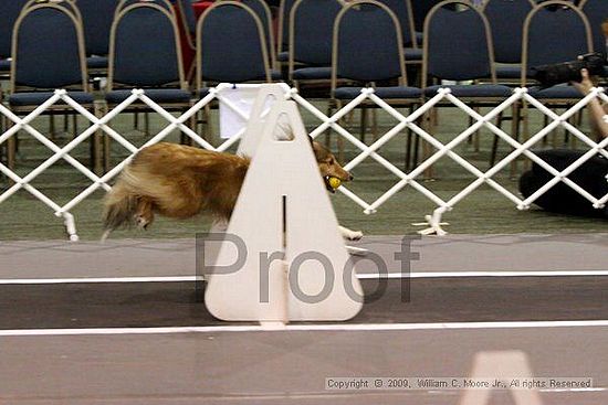 Dawg Derby Flyball Tournement<br />July 12, 2009<br />Classic Center<br />Athens, Ga