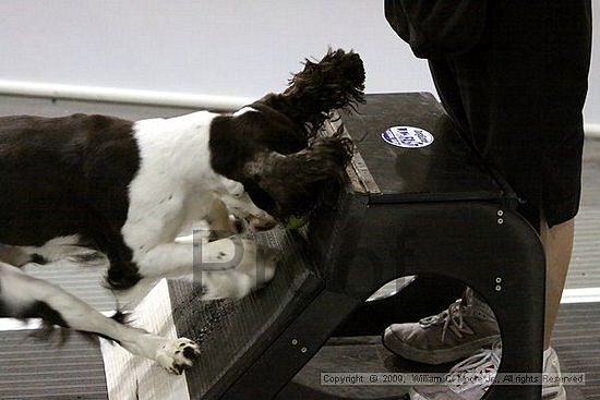 Dawg Derby Flyball Tournement<br />July 12, 2009<br />Classic Center<br />Athens, Ga