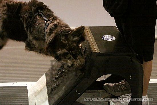 Dawg Derby Flyball Tournement<br />July 12, 2009<br />Classic Center<br />Athens, Ga