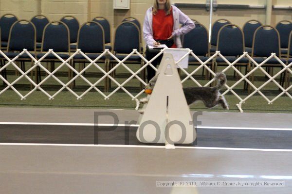 IMG_6872.jpg - Dawg Derby Flyball TournementJuly 10, 2010Classic CenterAthens, Ga