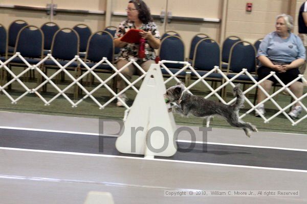 IMG_6880.jpg - Dawg Derby Flyball TournementJuly 10, 2010Classic CenterAthens, Ga