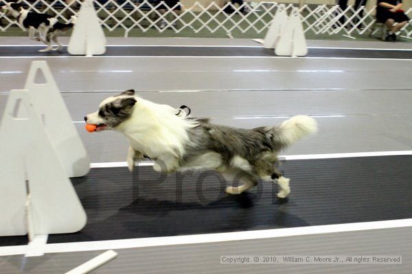 IMG_6883.jpg - Dawg Derby Flyball TournementJuly 10, 2010Classic CenterAthens, Ga