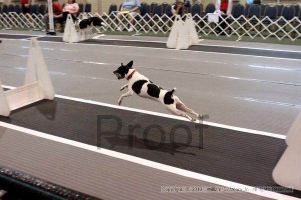 IMG_6888.jpg - Dawg Derby Flyball TournementJuly 10, 2010Classic CenterAthens, Ga