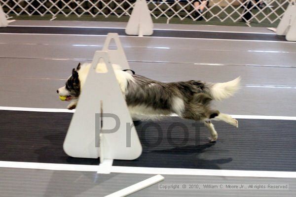 IMG_6892.jpg - Dawg Derby Flyball TournementJuly 10, 2010Classic CenterAthens, Ga