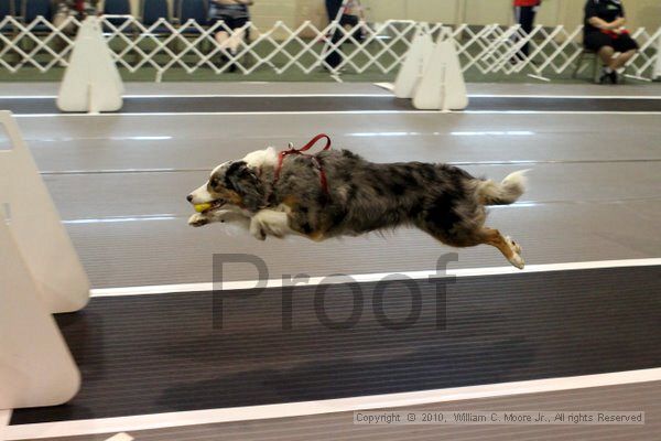 IMG_6894.jpg - Dawg Derby Flyball TournementJuly 10, 2010Classic CenterAthens, Ga