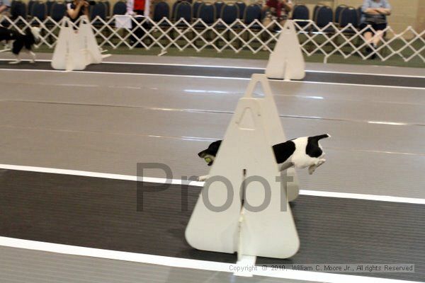 IMG_6897.jpg - Dawg Derby Flyball TournementJuly 10, 2010Classic CenterAthens, Ga