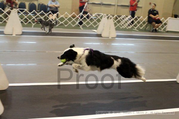 IMG_6898.jpg - Dawg Derby Flyball TournementJuly 10, 2010Classic CenterAthens, Ga