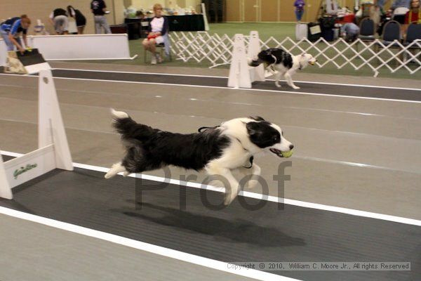 IMG_6900.jpg - Dawg Derby Flyball TournementJuly 10, 2010Classic CenterAthens, Ga