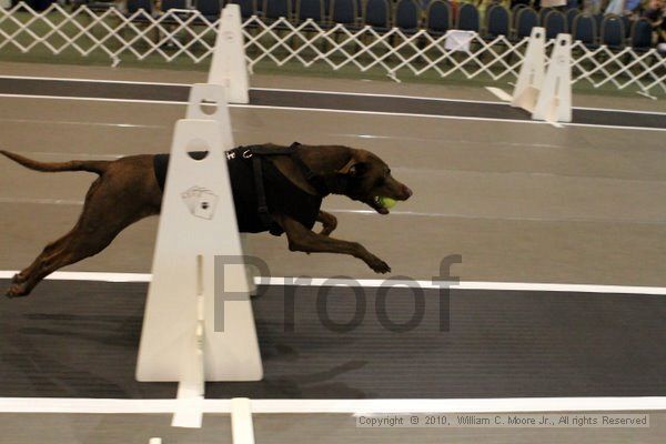 IMG_6906.jpg - Dawg Derby Flyball TournementJuly 10, 2010Classic CenterAthens, Ga