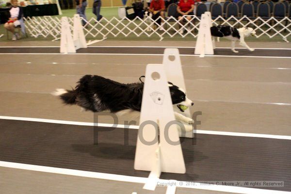 IMG_6907.jpg - Dawg Derby Flyball TournementJuly 10, 2010Classic CenterAthens, Ga