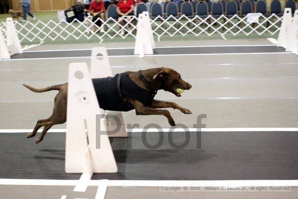 IMG_6913.jpg - Dawg Derby Flyball TournementJuly 10, 2010Classic CenterAthens, Ga