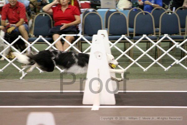 IMG_6915.jpg - Dawg Derby Flyball TournementJuly 10, 2010Classic CenterAthens, Ga