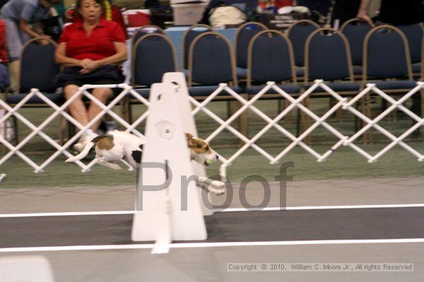 IMG_6922.jpg - Dawg Derby Flyball TournementJuly 10, 2010Classic CenterAthens, Ga