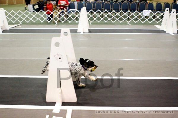 IMG_6934.jpg - Dawg Derby Flyball TournementJuly 10, 2010Classic CenterAthens, Ga