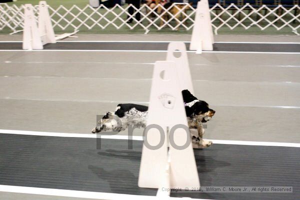 IMG_6935.jpg - Dawg Derby Flyball TournementJuly 10, 2010Classic CenterAthens, Ga