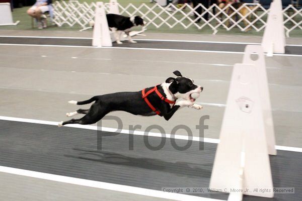 IMG_6936.jpg - Dawg Derby Flyball TournementJuly 10, 2010Classic CenterAthens, Ga
