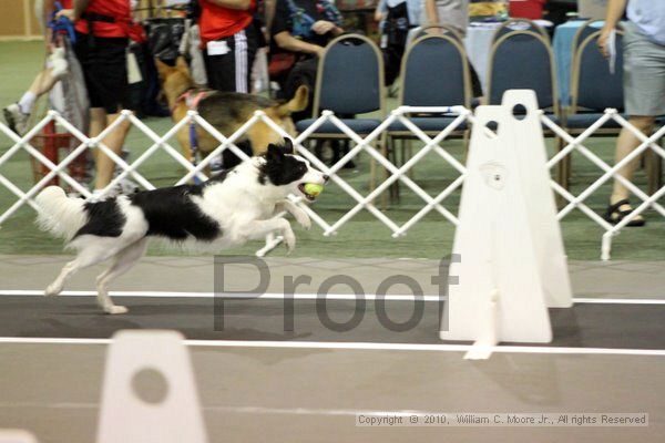 IMG_6945.jpg - Dawg Derby Flyball TournementJuly 10, 2010Classic CenterAthens, Ga