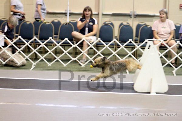 IMG_6957.jpg - Dawg Derby Flyball TournementJuly 10, 2010Classic CenterAthens, Ga
