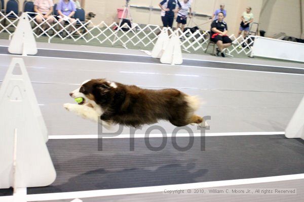 IMG_6960.jpg - Dawg Derby Flyball TournementJuly 10, 2010Classic CenterAthens, Ga