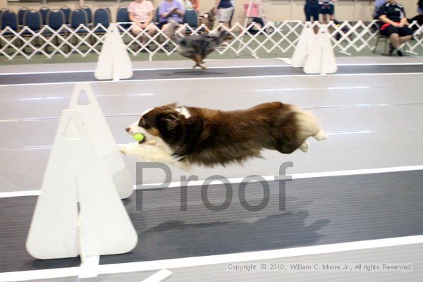 IMG_6964.jpg - Dawg Derby Flyball TournementJuly 10, 2010Classic CenterAthens, Ga