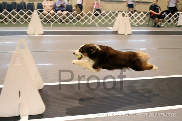 IMG_6968.jpg - Dawg Derby Flyball TournementJuly 10, 2010Classic CenterAthens, Ga