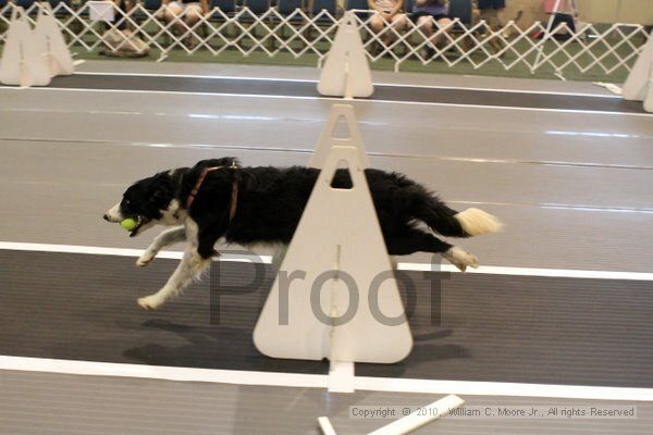 IMG_6976.jpg - Dawg Derby Flyball TournementJuly 10, 2010Classic CenterAthens, Ga