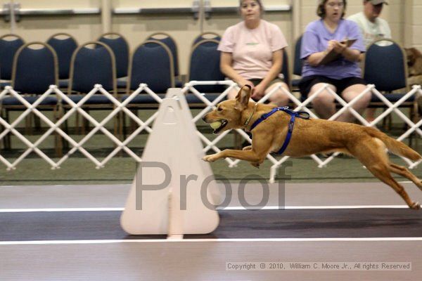 IMG_6986.jpg - Dawg Derby Flyball TournementJuly 10, 2010Classic CenterAthens, Ga