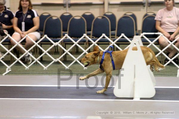 IMG_6987.jpg - Dawg Derby Flyball TournementJuly 10, 2010Classic CenterAthens, Ga