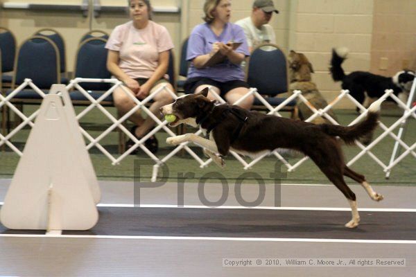 IMG_6988.jpg - Dawg Derby Flyball TournementJuly 10, 2010Classic CenterAthens, Ga