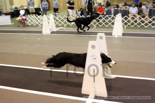 IMG_6994.jpg - Dawg Derby Flyball TournementJuly 10, 2010Classic CenterAthens, Ga