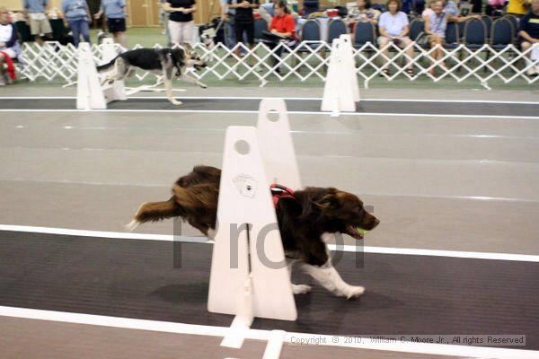 IMG_6996.jpg - Dawg Derby Flyball TournementJuly 10, 2010Classic CenterAthens, Ga