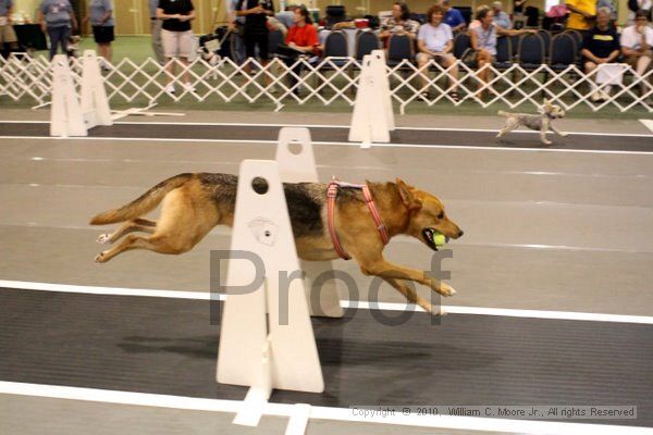 IMG_6997.jpg - Dawg Derby Flyball TournementJuly 10, 2010Classic CenterAthens, Ga
