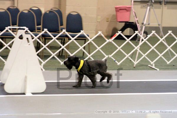 IMG_7008.jpg - Dawg Derby Flyball TournementJuly 10, 2010Classic CenterAthens, Ga