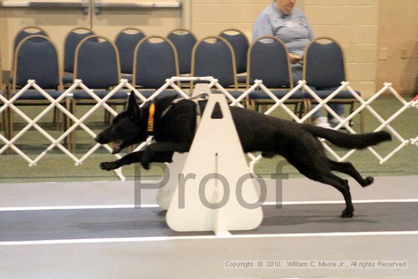 IMG_7011.jpg - Dawg Derby Flyball TournementJuly 10, 2010Classic CenterAthens, Ga