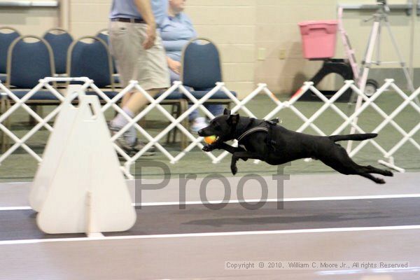 IMG_7014.jpg - Dawg Derby Flyball TournementJuly 10, 2010Classic CenterAthens, Ga