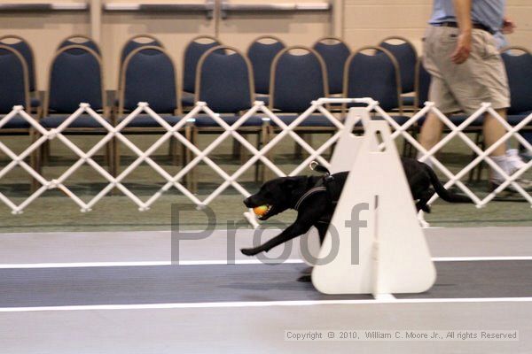 IMG_7015.jpg - Dawg Derby Flyball TournementJuly 10, 2010Classic CenterAthens, Ga