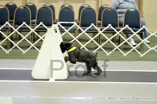 IMG_7022.jpg - Dawg Derby Flyball TournementJuly 10, 2010Classic CenterAthens, Ga