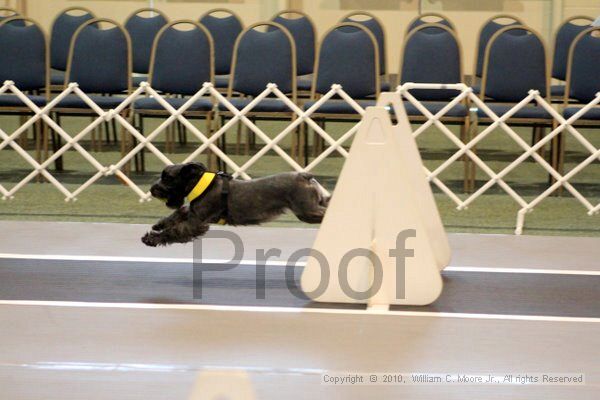 IMG_7023.jpg - Dawg Derby Flyball TournementJuly 10, 2010Classic CenterAthens, Ga