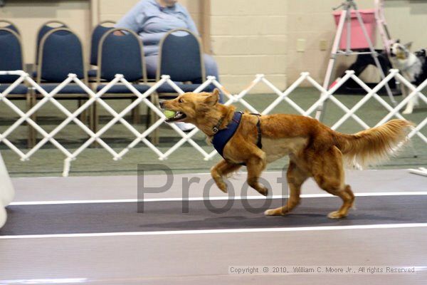 IMG_7026.jpg - Dawg Derby Flyball TournementJuly 10, 2010Classic CenterAthens, Ga