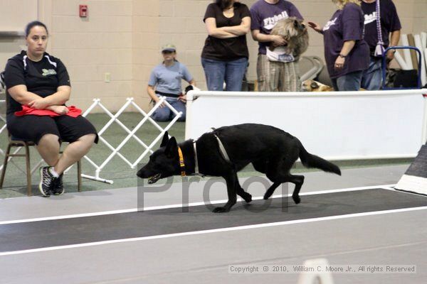 IMG_7028.jpg - Dawg Derby Flyball TournementJuly 10, 2010Classic CenterAthens, Ga